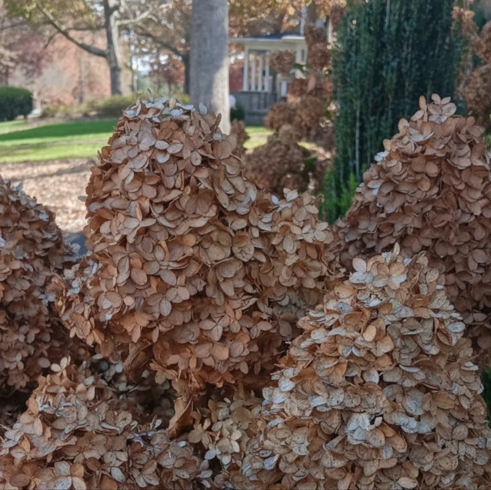 Natural Dried Hydrangeas - Brown From My Home Garden 6 Stems Per Order.